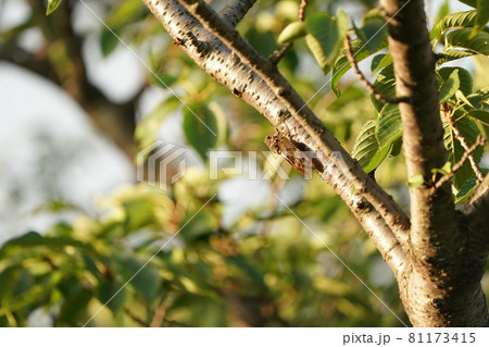 暑い夏の日のアブラセミ 81173415