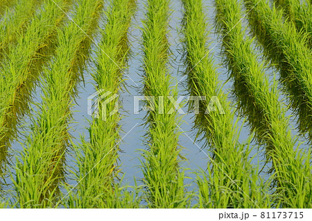 水田(埼玉県美里町) 水田(埼玉県美里町) 81173715