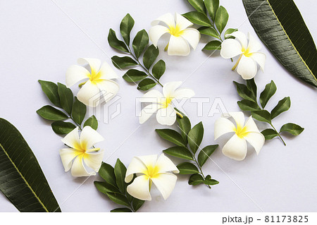 white flowers frangipani local flora of asia arrangement flat lay postcard style 81173825