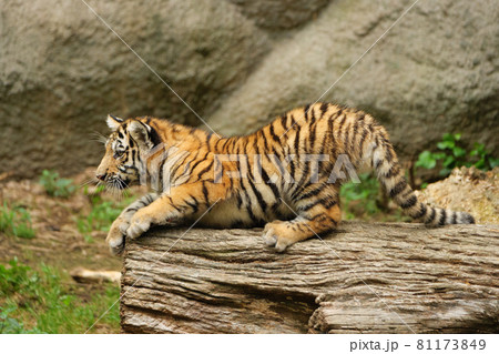 倒木の上のアムールトラの子 倒木の上のアムールトラの子 81173849