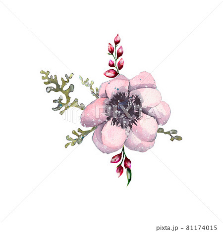 watercolor illustration of a small bouquet of anemone flowers isolated on white 81174015