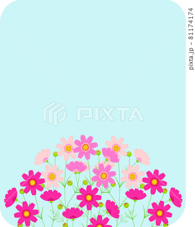 コスモスの花と秋空色の背景イラストのイラスト素材