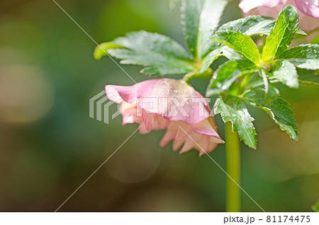 クリスマスローズが咲いた クリスマスローズが咲いた 81174475