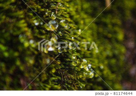 氷の造形, 氷瀑 氷の造形, 氷瀑 81174644