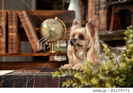 レトロな背景でおすましするヨークシャテリア 81174771