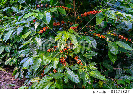 Coffea tree in coffee plantation in agriculture farm on Doi Chang, Chiang Rai province of Thailand. Coffea tree is a flowering plants whose seeds, called coffee beans, used to make various beverage. Coffea tree in coffee plantation in agriculture farm on Doi Chang, Chiang Rai province of Thailand. Coffea tree is a flowering plants whose seeds, called coffee beans, used to make various beverage. 81175327