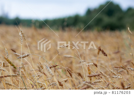 Ears of wheat or rye growing in the field at sunset. A field of rye during the harvest period in an agricultural field. Ears of wheat or rye growing in the field at sunset. A field of rye during the harvest period in an agricultural field. 81176203