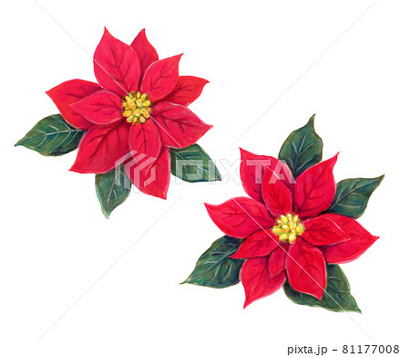 透明水彩画原画 クリスマス 聖夜 ポインセチア