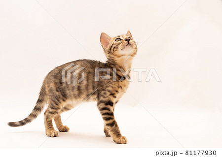 白背景で遊んでいるベンガルの子猫 81177930