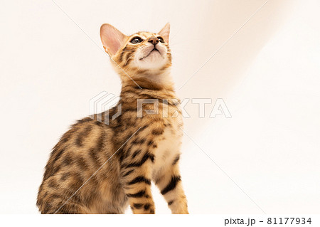 白背景で遊んでいるベンガルの子猫 81177934