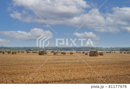 Harvested field with straw bales. Harvested field with straw bales. 81177976