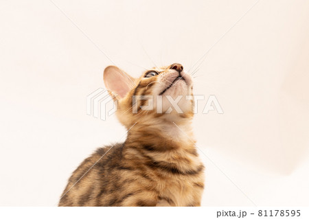 仔猫無地背景の生後1ヶ月のベンガル仔猫 仔猫無地背景の生後1ヶ月のベンガル仔猫 81178595