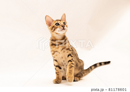 仔猫無地背景の生後1ヶ月のベンガル仔猫 81178601