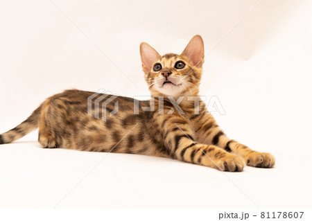 仔猫無地背景の生後1ヶ月のベンガル仔猫の写真素材
