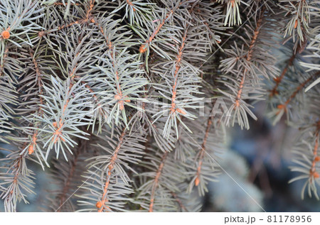 Green branch of a coniferous tree in springtime 81178956