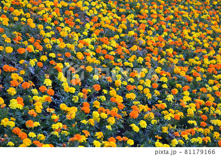 Lots of beautiful flowers in the garden. Mexican, Aztec or African marigold. Tagetes erecta 81179166
