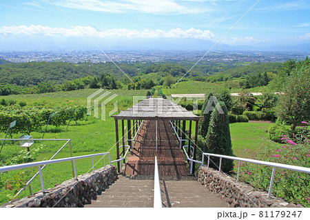 登美の丘ワイナリーのブドウ畑 登美の丘ワイナリーのブドウ畑 81179247