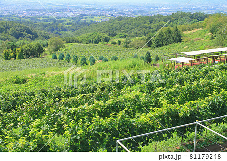 登美の丘ワイナリーのブドウ畑 81179248
