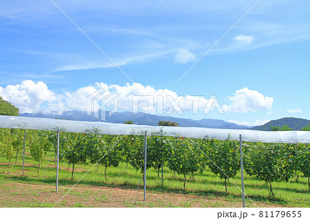 登美の丘ワイナリーのブドウ畑 登美の丘ワイナリーのブドウ畑 81179655