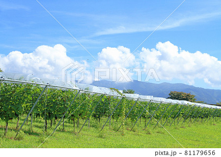 登美の丘ワイナリーのブドウ畑 81179656