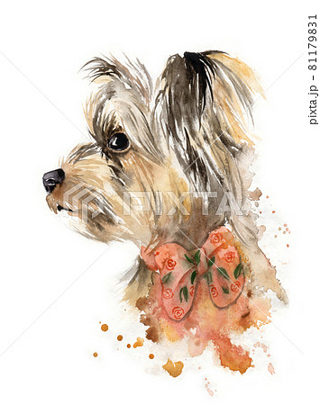 watercolor drawing of a pet - dog. yorkshireのイラスト素材 