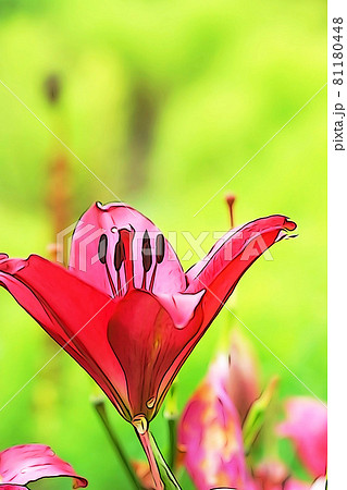 パステル調 ユリの花 イラストイメージのイラスト素材