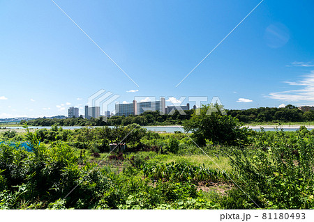 多摩川の調布市側の河川敷から川崎方面の眺め 夏の青空 東京都調布市 多摩川の調布市側の河川敷から川崎方面の眺め 夏の青空 東京都調布市 81180493