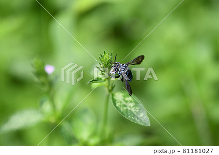 幸せを呼ぶ青い蜂（ブルービー）・ルリモンハナバチ 81181027