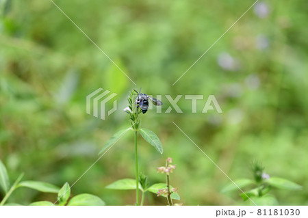 幸せを呼ぶ青い蜂(ブルービー)・ルリモンハナバチ 幸せを呼ぶ青い蜂(ブルービー)・ルリモンハナバチ 81181030