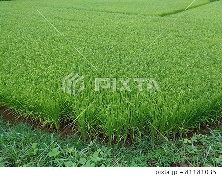 田んぼ 81181035