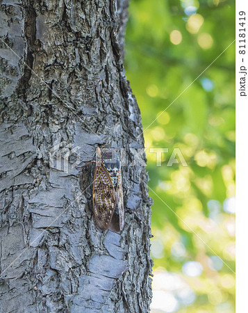 アブラゼミ　セミ　木にとまる　夏の昆虫　蝉 81181419