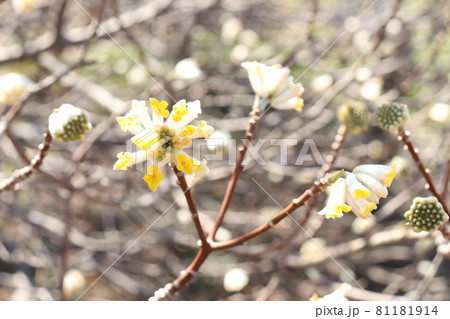 ミツマタの花 ミツマタの花 81181914