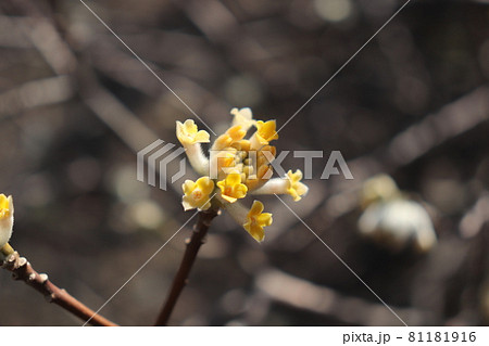 ミツマタの花 ミツマタの花 81181916