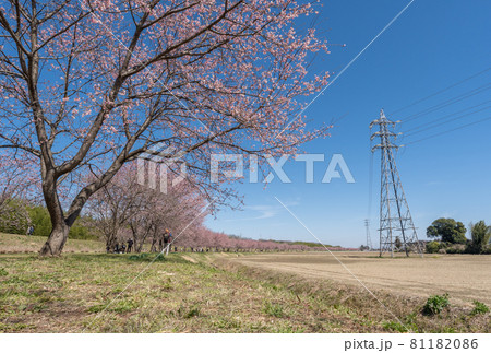 お花見イメージ 坂戸 安行寒桜 お花見イメージ 坂戸 安行寒桜 81182086