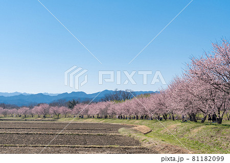 お花見イメージ 坂戸 安行寒桜 お花見イメージ 坂戸 安行寒桜 81182099