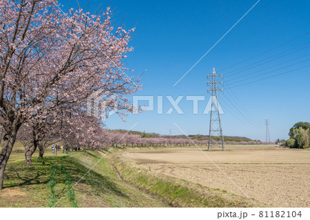 お花見イメージ 坂戸 安行寒桜 お花見イメージ 坂戸 安行寒桜 81182104