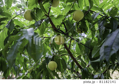 吉備津彦神社　桃の実　岡山県岡山市 81182141