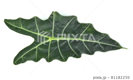 Top view of Alocasia sanderiana Bull isolated on white background Top view of Alocasia sanderiana Bull isolated on white background 81182250