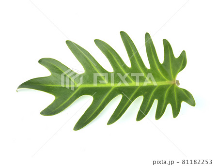 Top view of Philodendron Xanadu isolated on white background 81182253