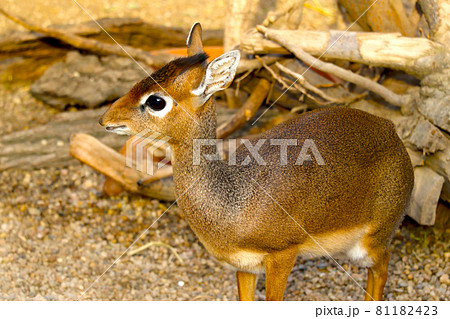 A view of a small antelope in the wild. Dikdik. 81182423