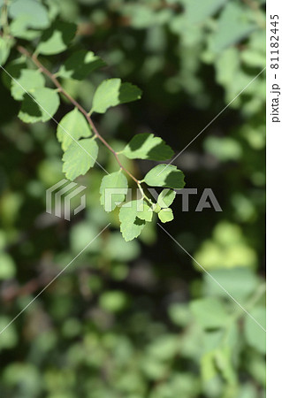 Van Houttes spiraea 81182445