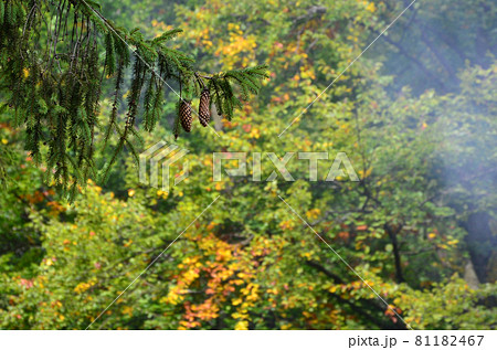 Branch of European spruce with a pair of cones against the background of a misty coniferous forest Branch of European spruce with a pair of cones against the background of a misty coniferous forest 81182467