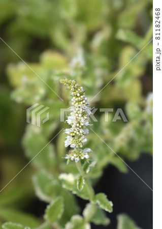 Pineapple mint 81182468