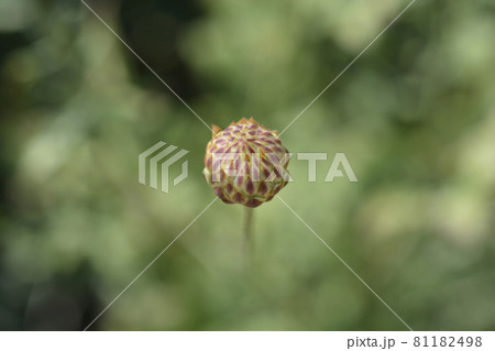 Bristly Yellow Cephalaria 81182498