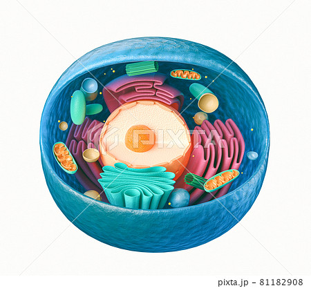 3d rendering of animal cell with organelles - Stock Illustration [81182908]  - PIXTA