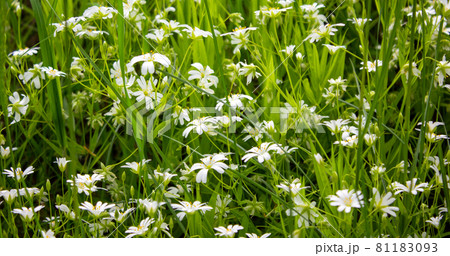 White field flowers among green grass. Peaceful nature. Beautiful background. Concept image. 81183093