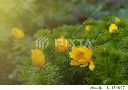 Blurry background, out of focus. Yellow flowering flowers in the meadow. 81184007