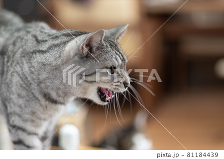 にゃー　サバトラ猫 81184439