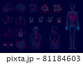 人体 臓器 内臓 イラストセット 81184603