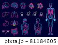 人体 臓器 内臓 イラストセット（ネオン風） 81184605